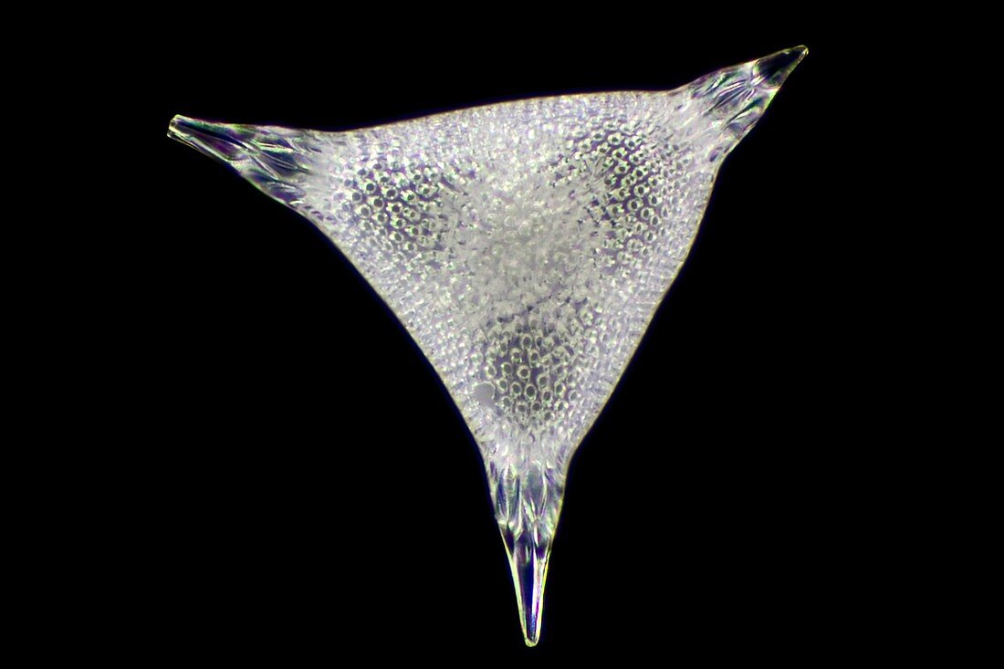 Radiolarian protozoan, light micrograph