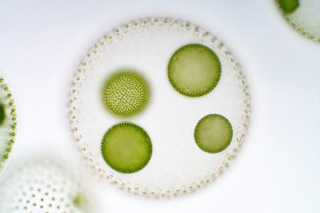 Volvox green algae, light micrograph