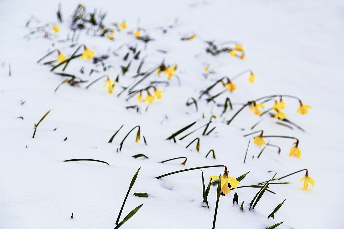Spring daffodils in snow