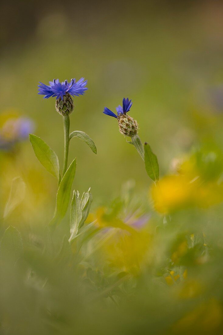 Syrian cornflower-thistle (Centaurea cyanoides)