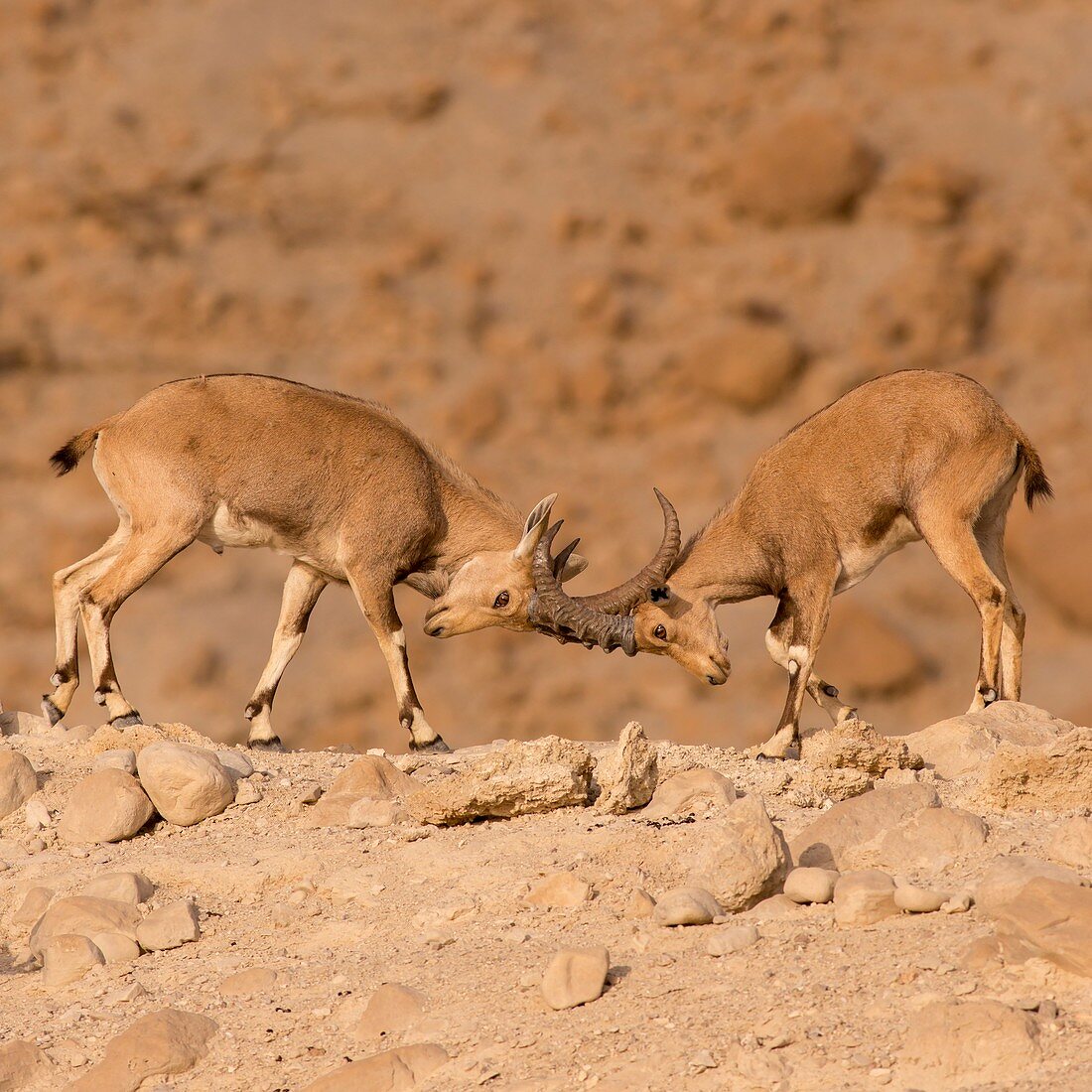 juvenile Nubian Ibex