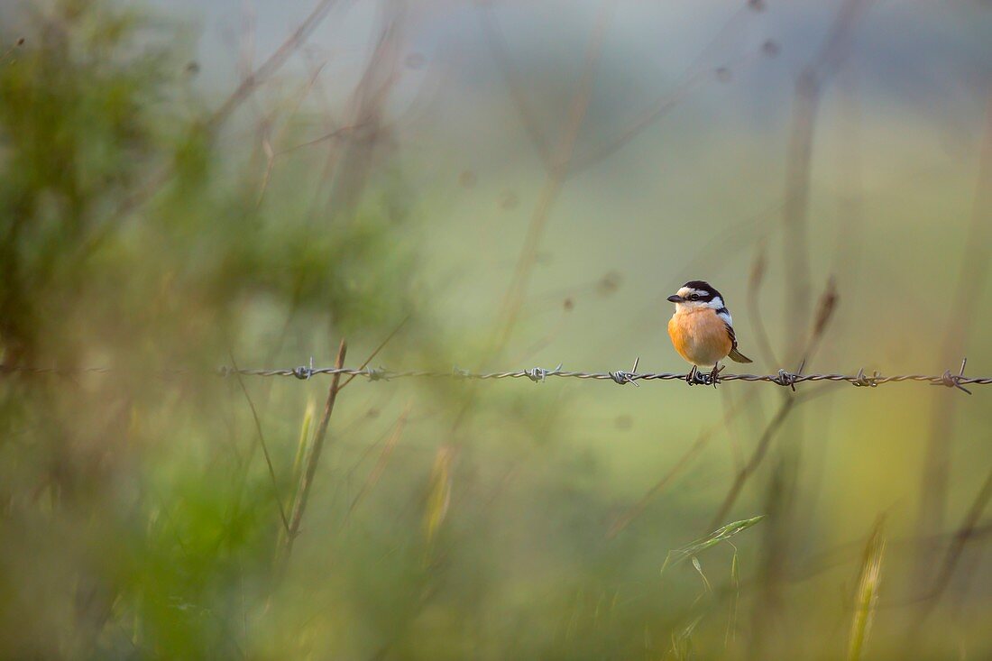 The masked shrike