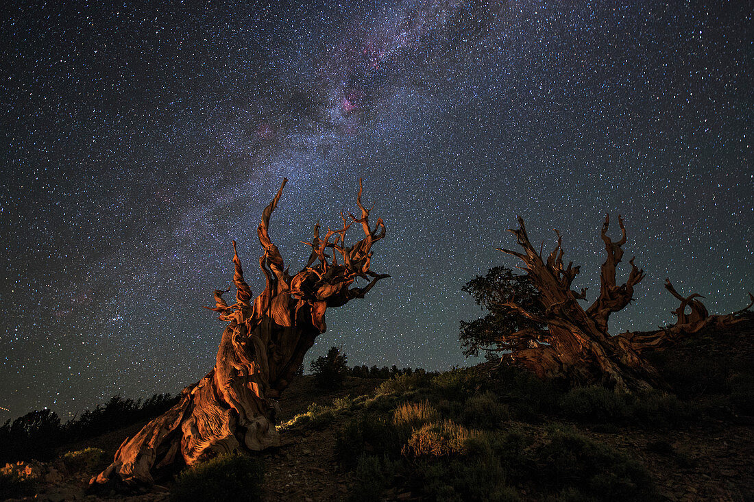 Milky Way and bristlecone pine trees