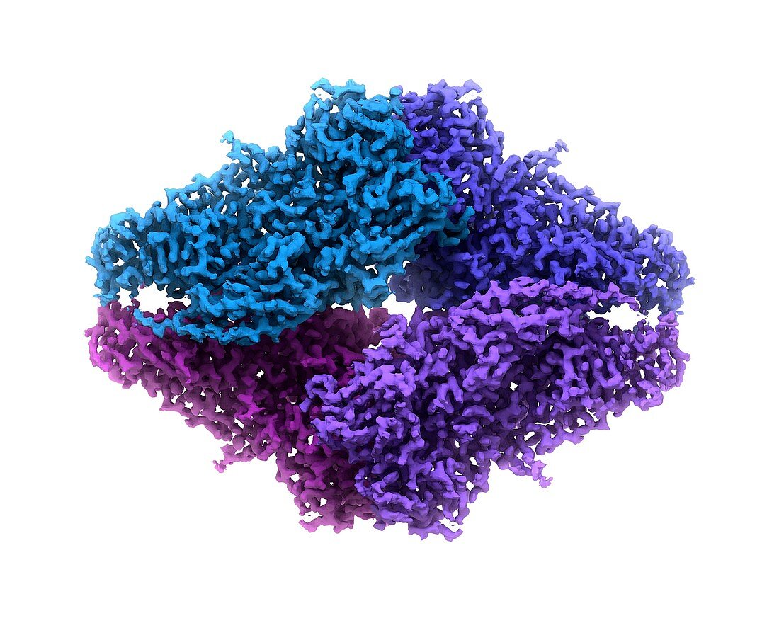 Beta-galactosidase enzyme, molecular model