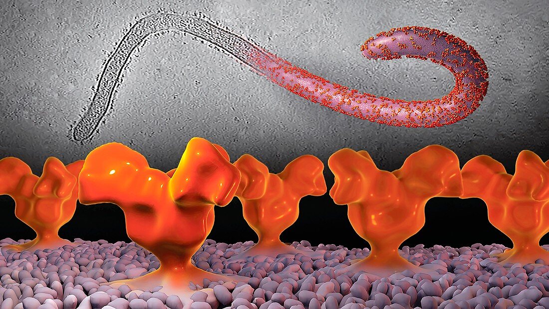 Ebola virus particle surface proteins, illustration
