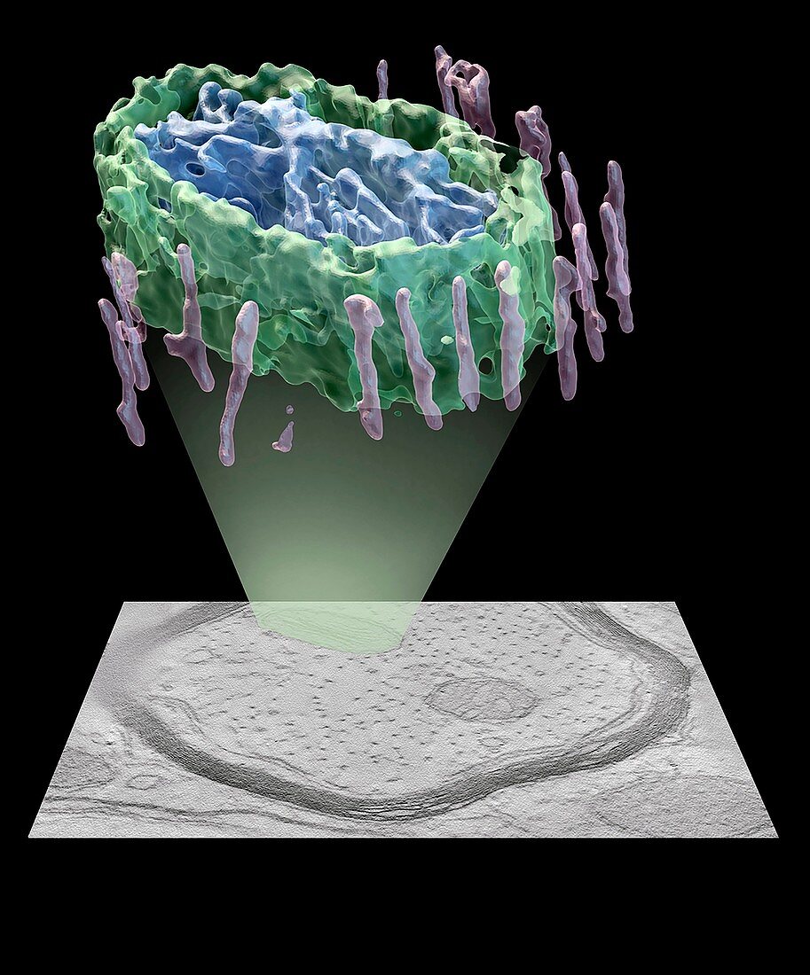 Neural mitochondrion, 3D model and micrograph