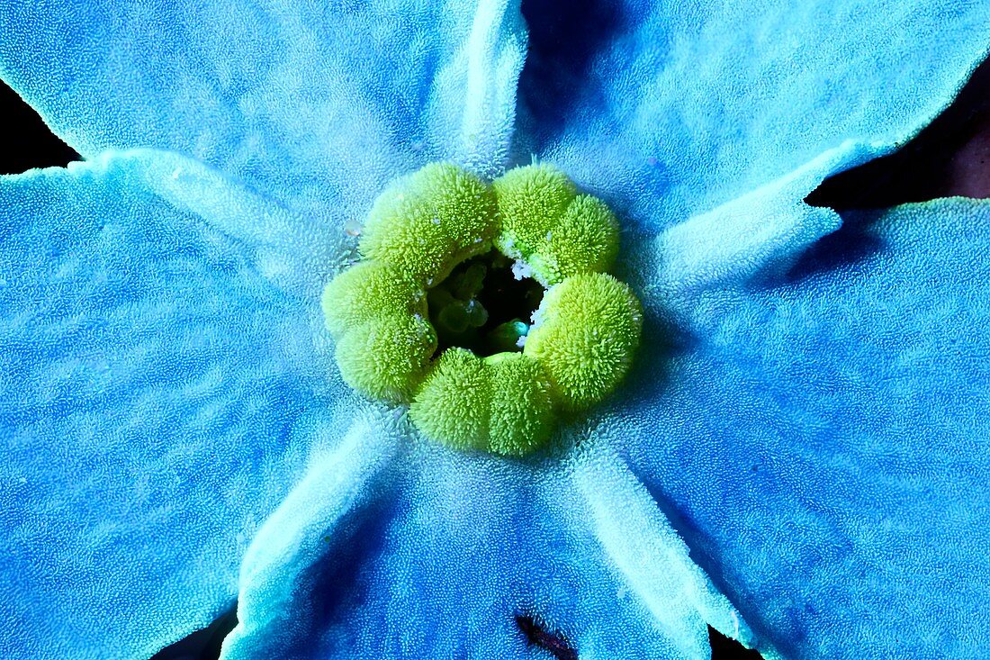 Forget-me-not flower, macrophotograph