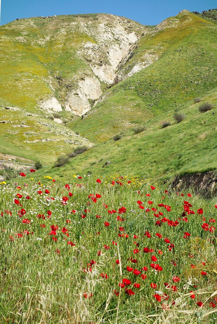 Poppies (Papaver rhoeas) on the Golan Heights