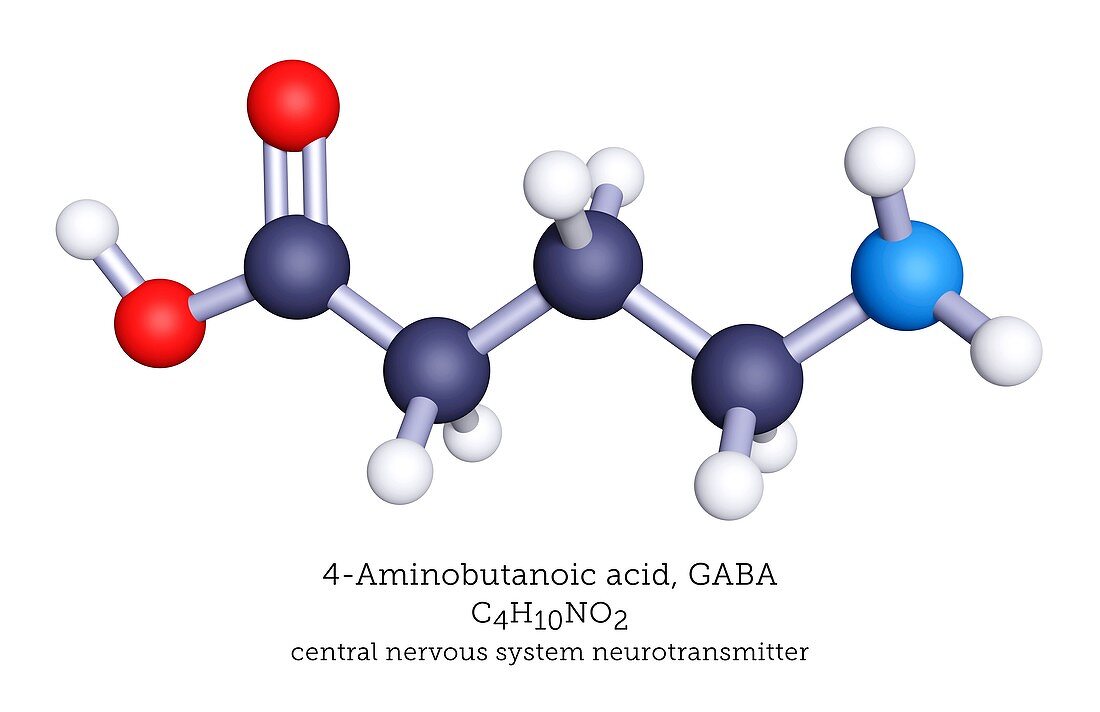 GABA neurotransmitter, molecular model