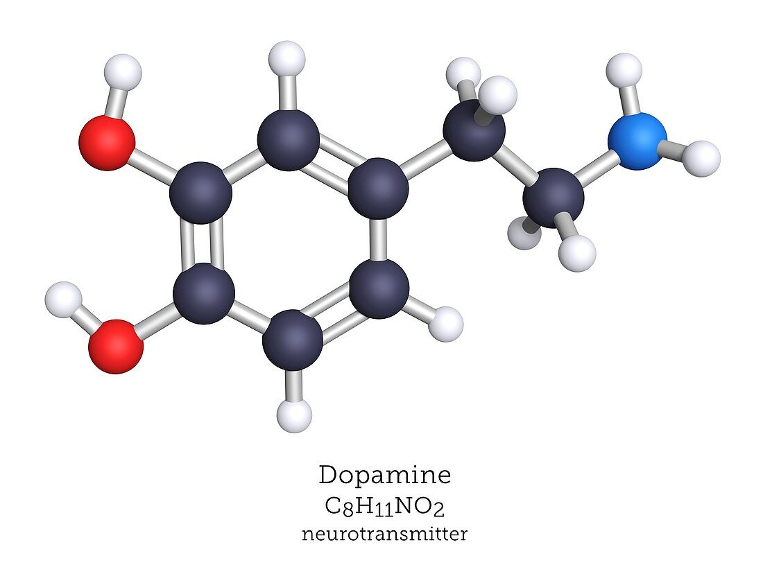 Dopamine neurotransmitter, molecular model