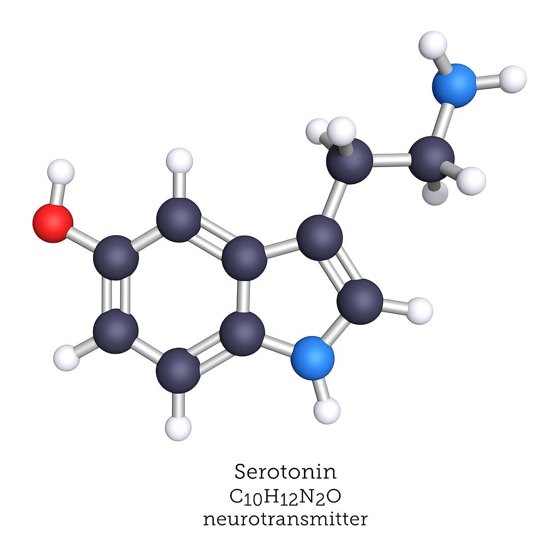 Serotonin neurotransmitter, molecular model