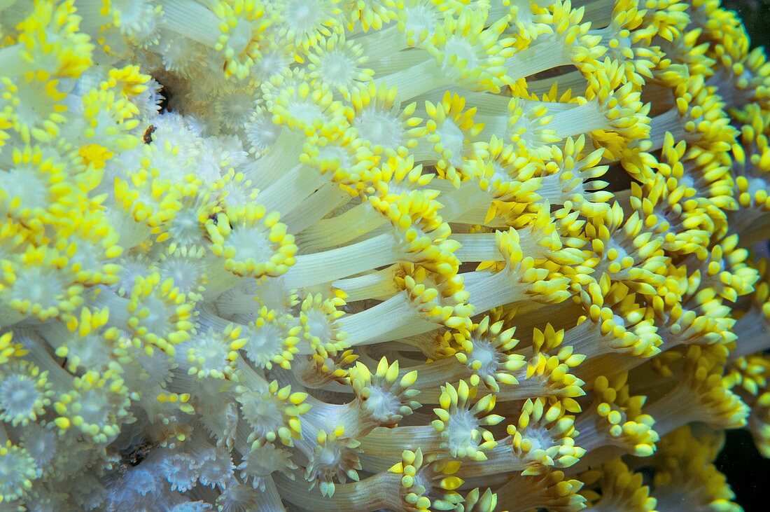 Goniopora coral polyps