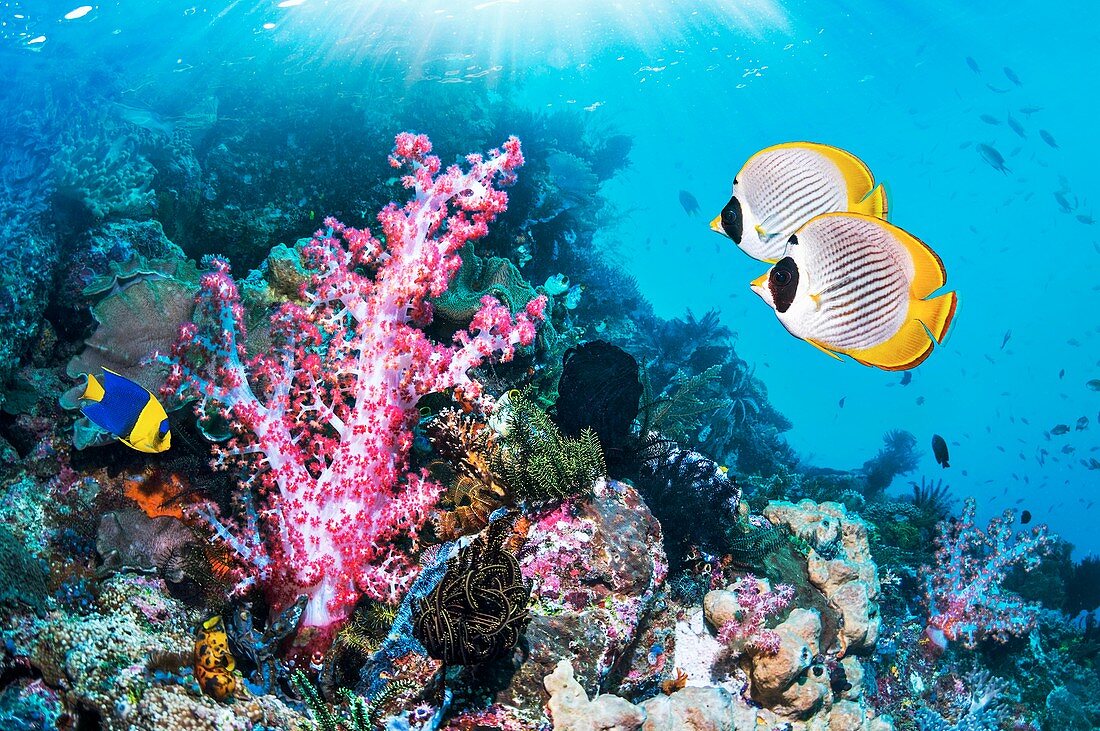 Corals and reef fish