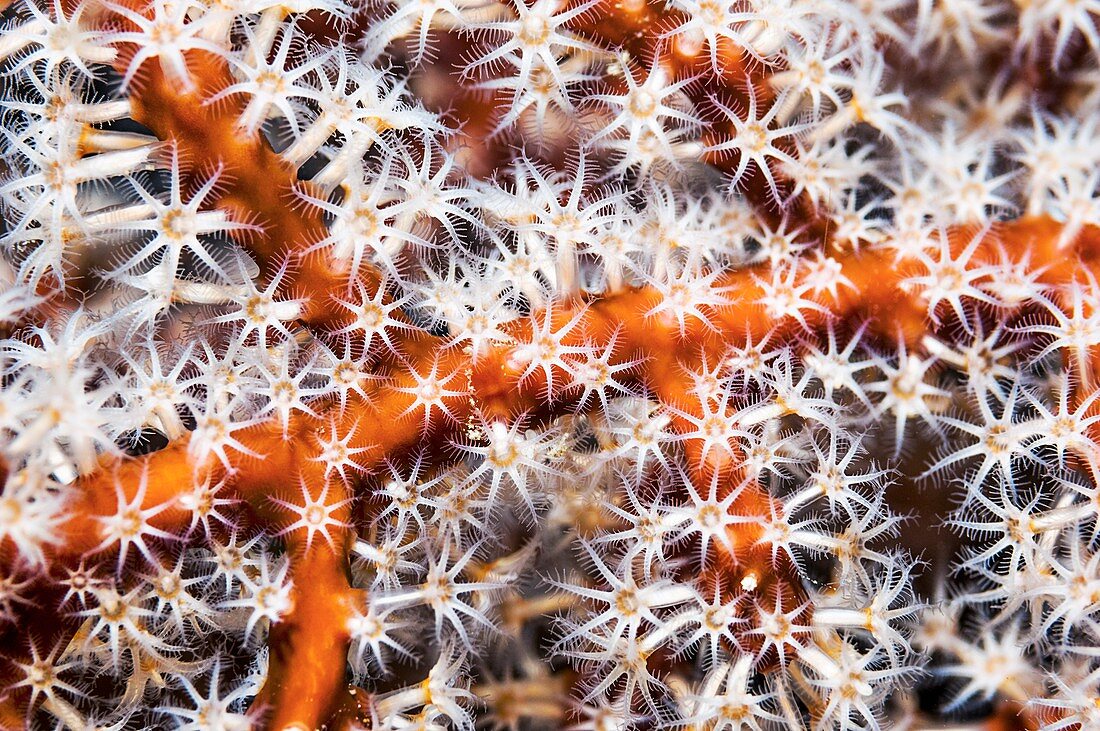 Gorgonian polyps