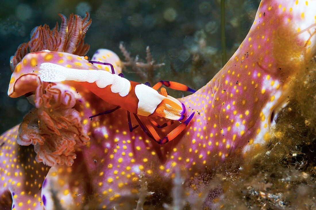 Emperor shrimp on a nudibranch