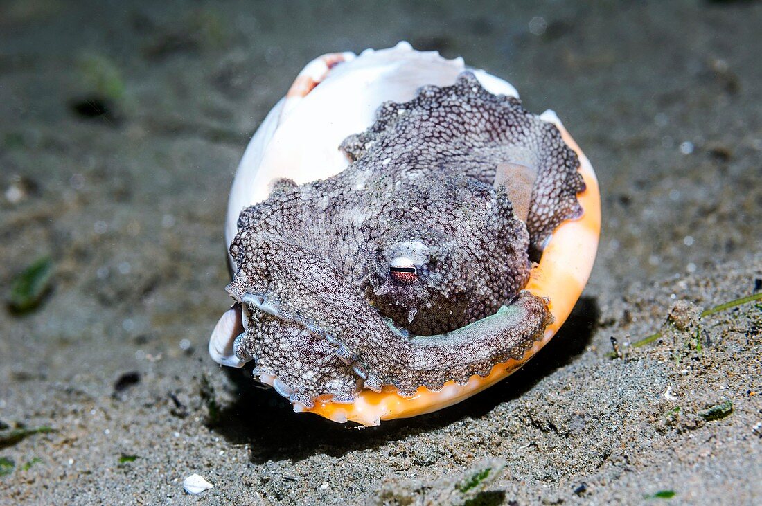 Coconut octopus in a helmet shell