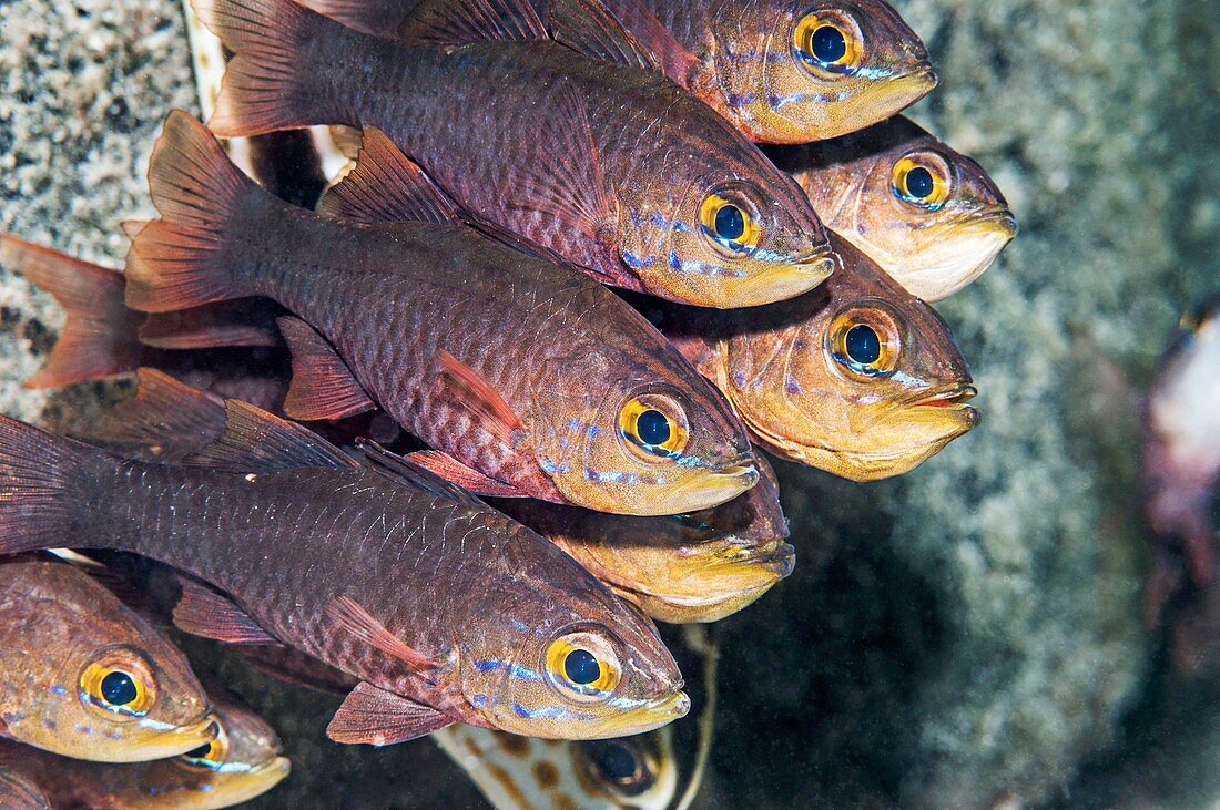 Yellow-lined cardinalfish