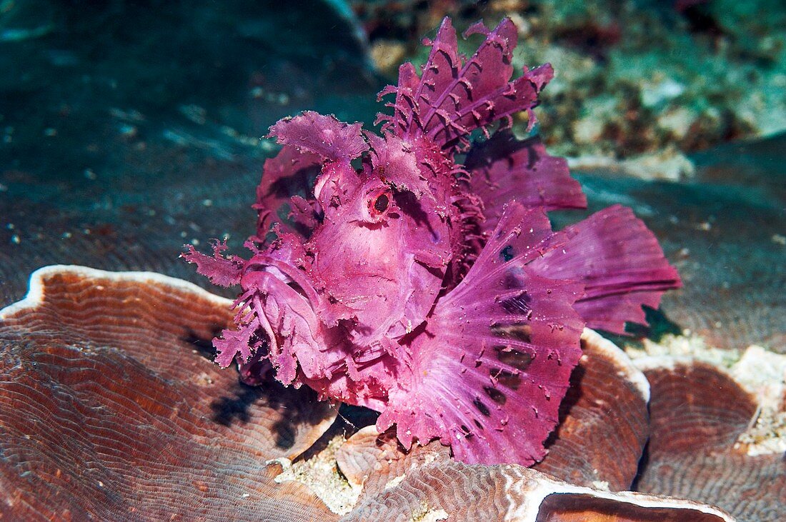 Paddle-flap scorpionfish