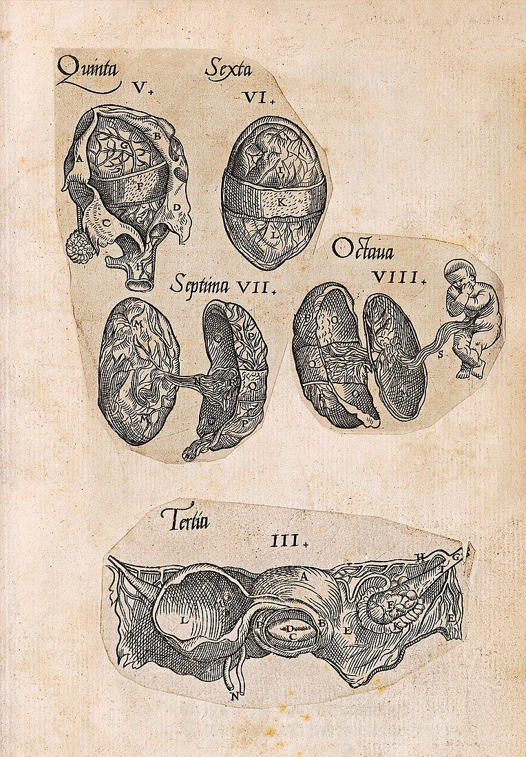 Childbirth anatomy illustrations, 16th century