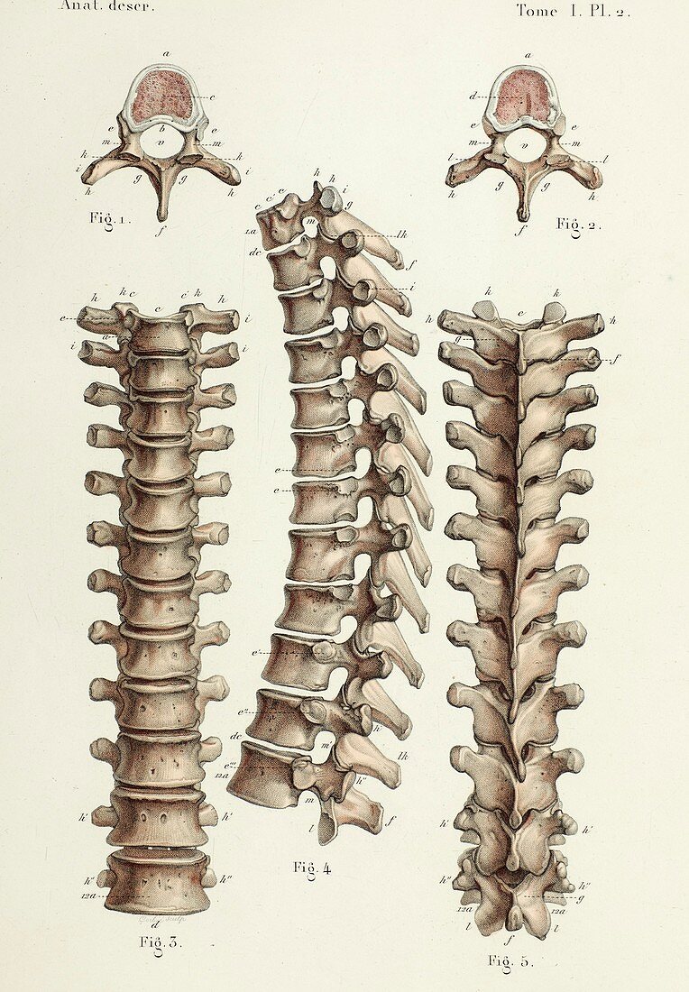 Spinal anatomy and vertebrae, 1866 illustrations