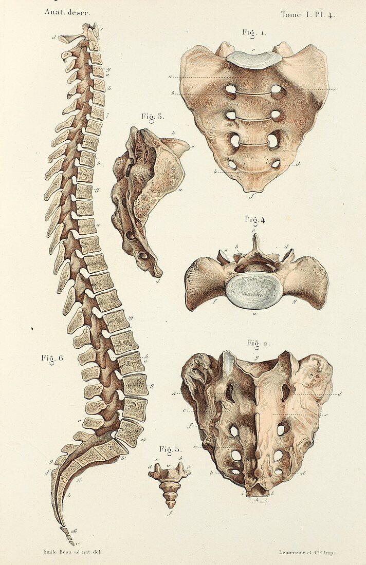 Spinal anatomy and sacrum and coccyx, 1866 illustrations