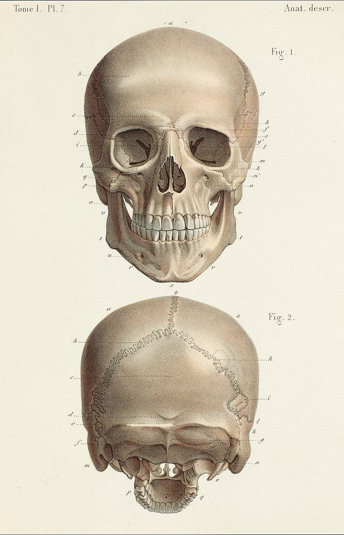Skull anatomy, 1866 illustrations