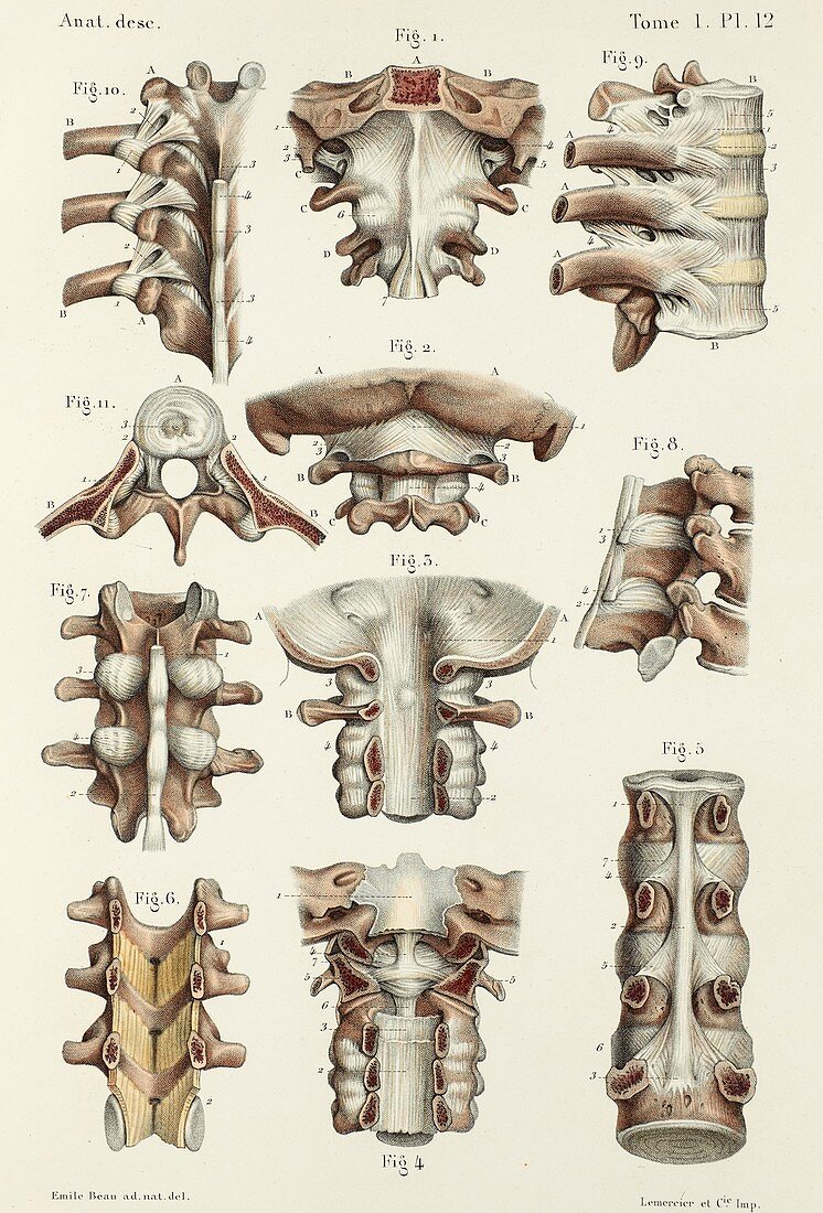 Spinal joints anatomy, 1866 illustrations