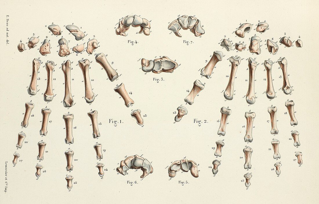 Bones of the hand, 1866 illustrations