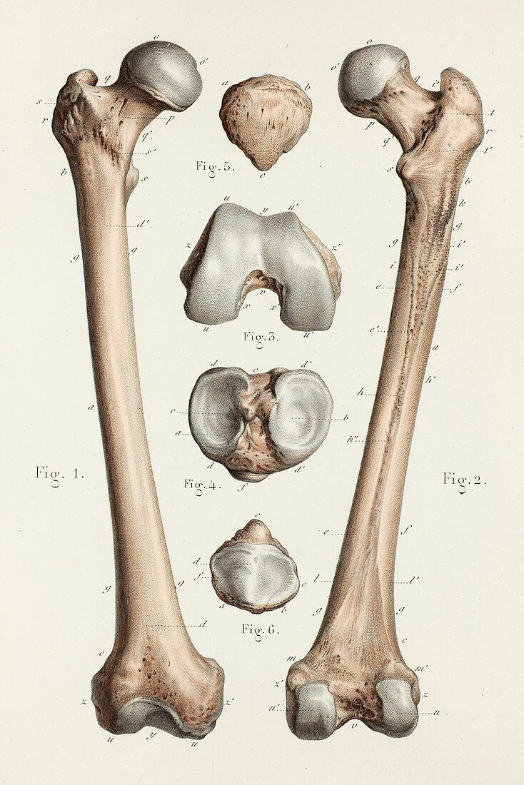 Femur and patella bones, 1866 illustrations