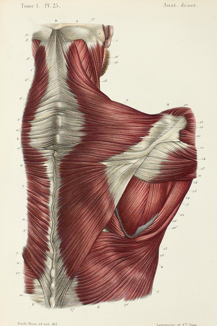 Upper back muscles, 1866 illustration