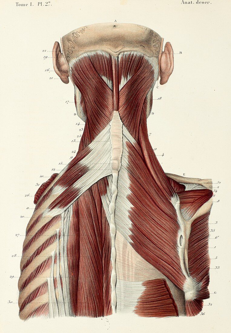 Second layer of back and neck muscles, 1866 illustration
