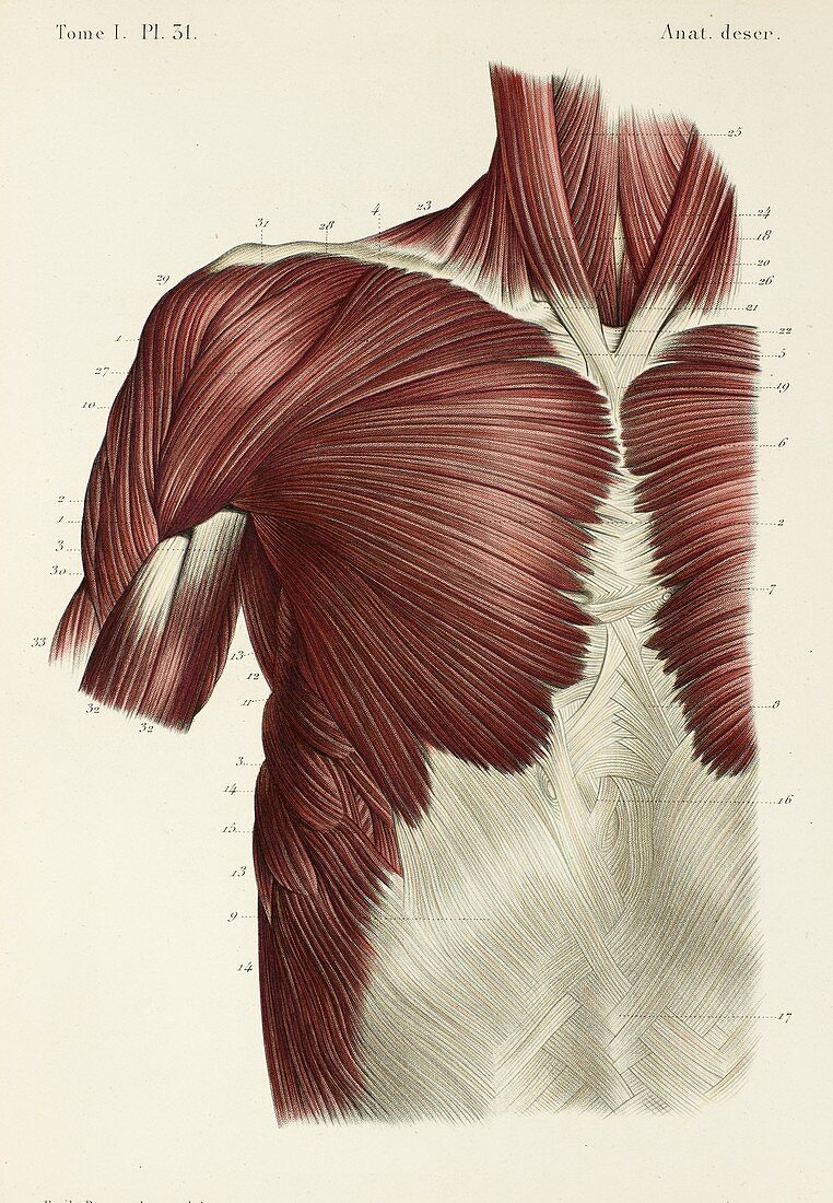 Chest and shoulder muscles, 1866 illustration