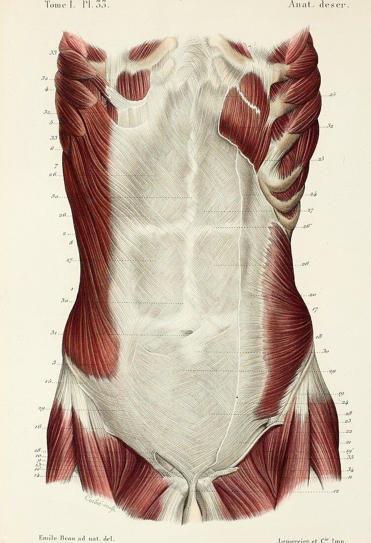 Abdominal muscles, 1866 illustration