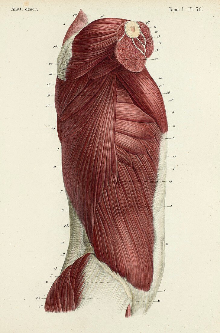 Lateral trunk muscles, 1866 illustration