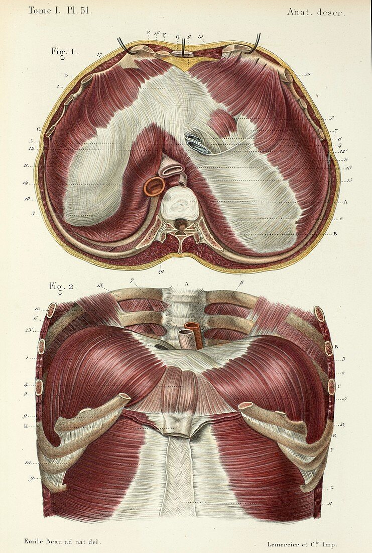 Abdomen and upper side of diaphragm, 1866 illustrations