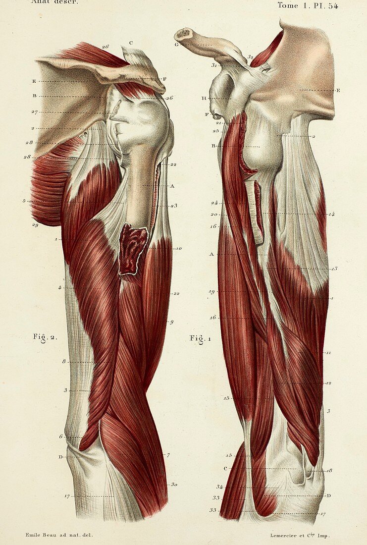 Upper arm muscles, 1866 illustrations