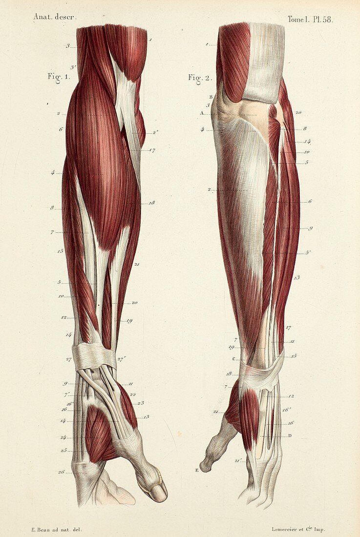 Lower arm muscles, 1866 illustrations