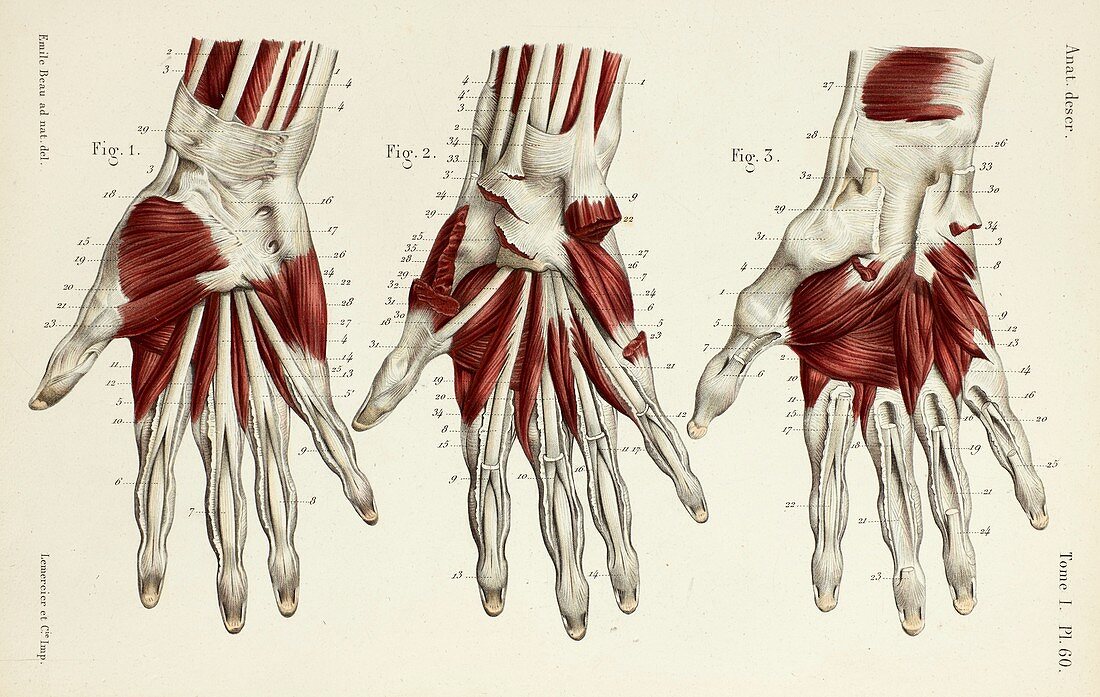 Third to fifth layers of hand muscles, 1866 illustrations