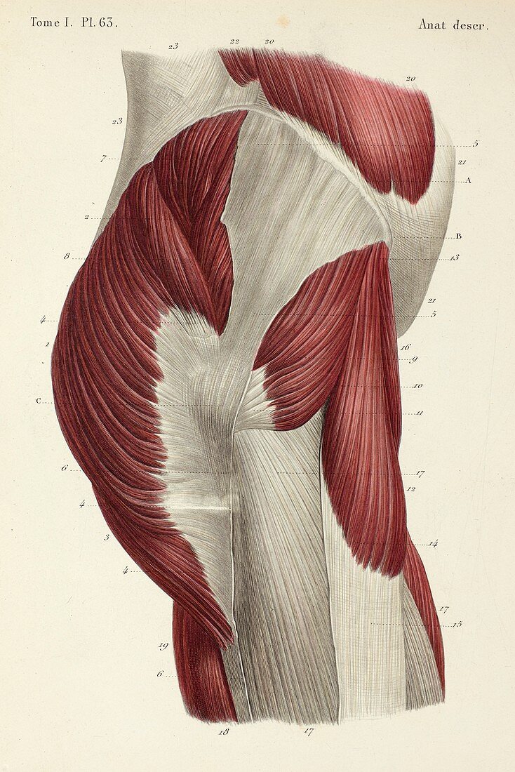 Hip muscles, 1866 illustration