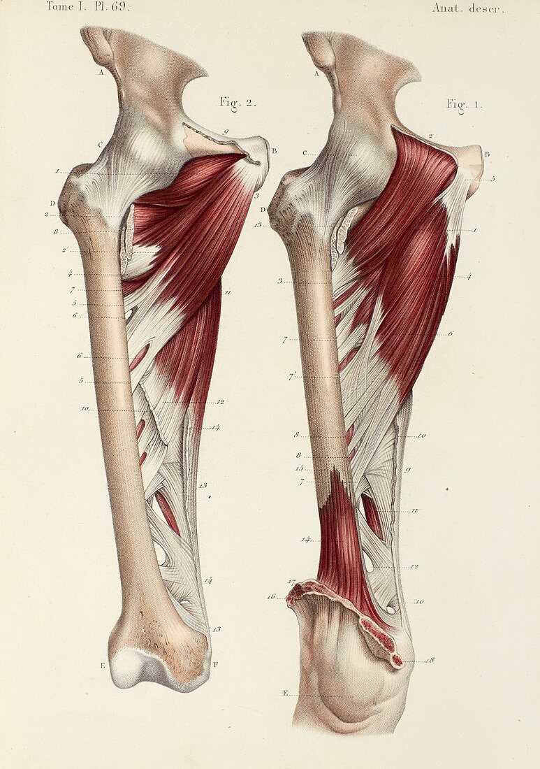 Deep thigh muscles, 1866 illustrations