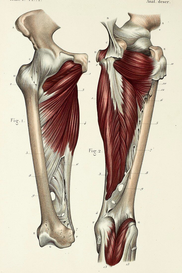 Deep thigh muscles, 1866 illustrations