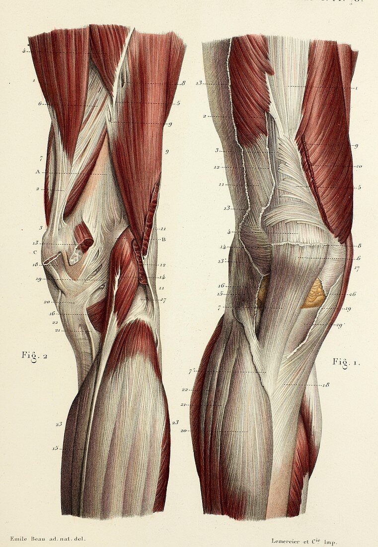 Front and rear knee muscles, 1866 illustrations