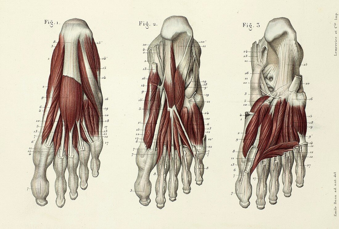 Three layers of foot muscles, 1866 illustrations