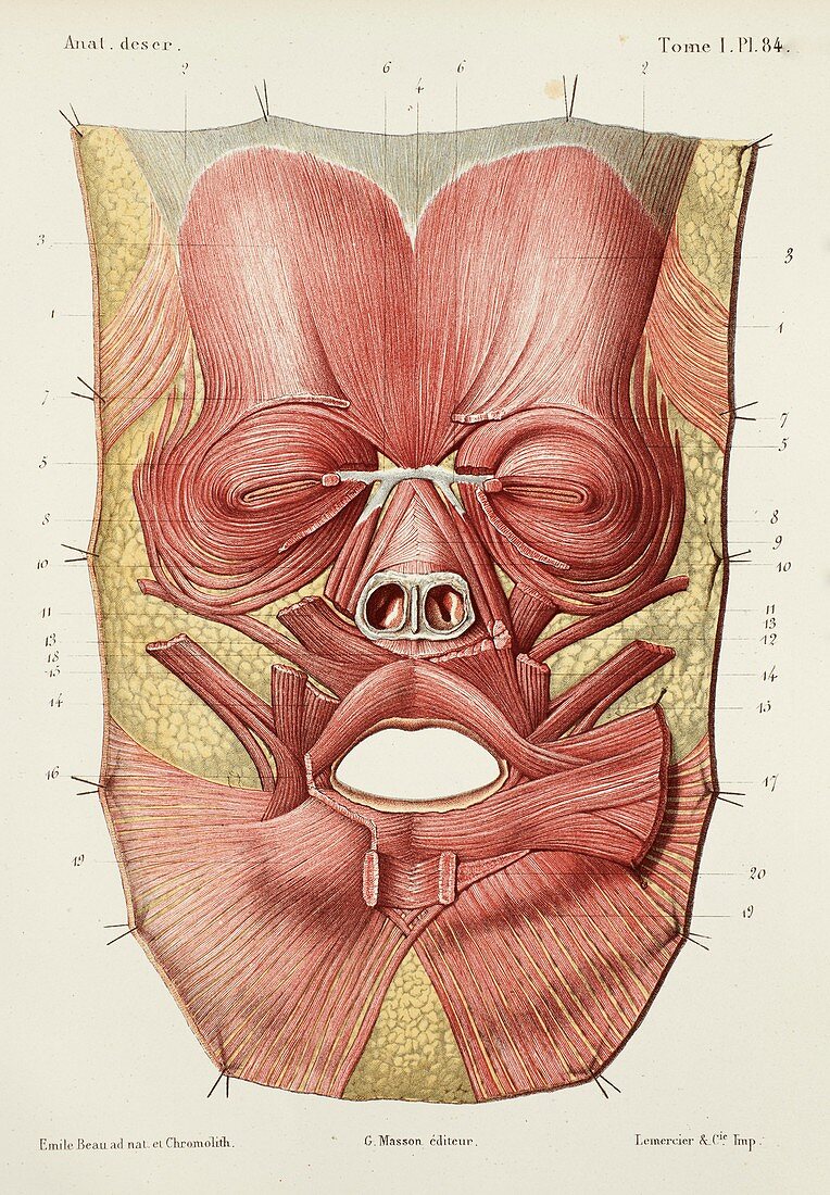 Face muscles, 1866 illustration