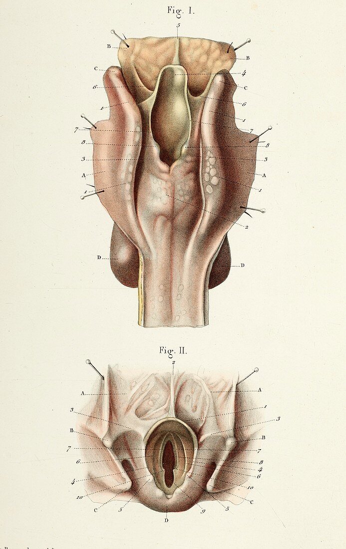 Larynx anatomy, 1866 illustrations