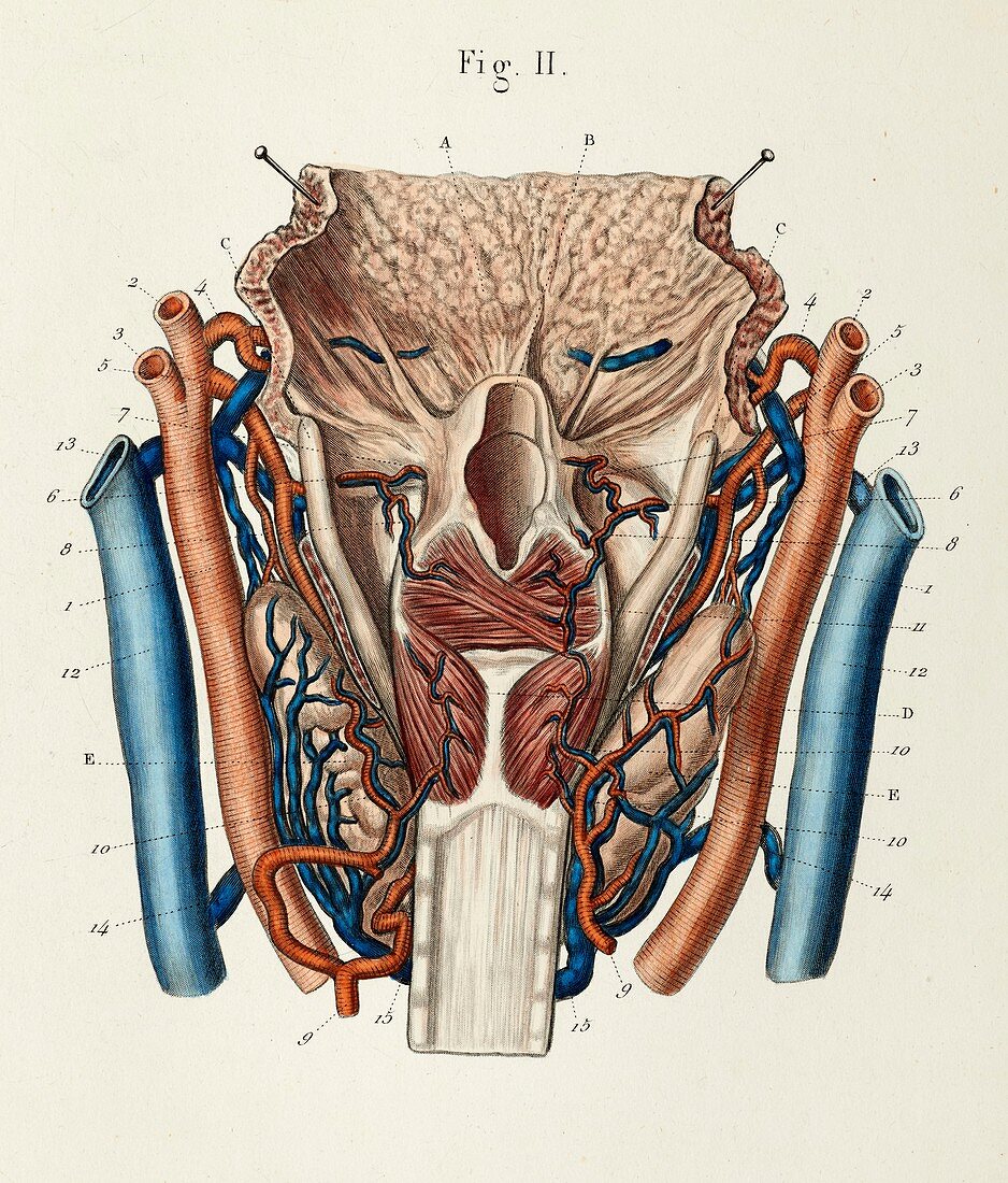 Larynx arteries and veins, 1866 illustration