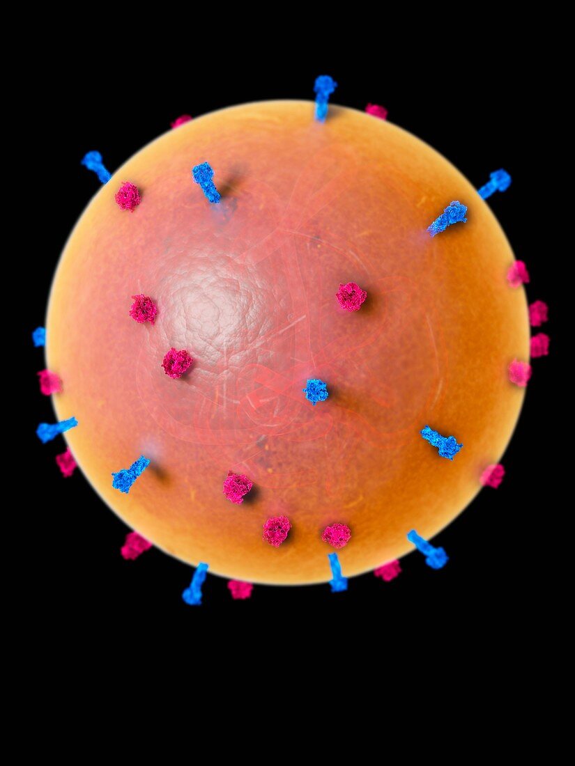 Nipah virus particle, illustration