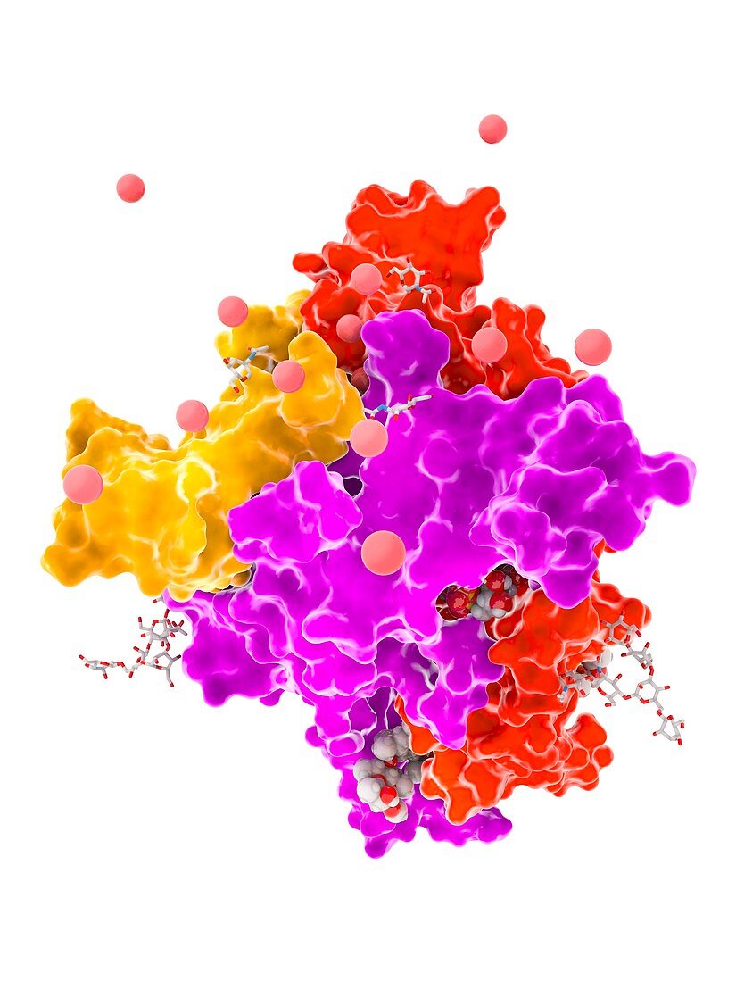 P2XR4 purine receptor molecule, illustration
