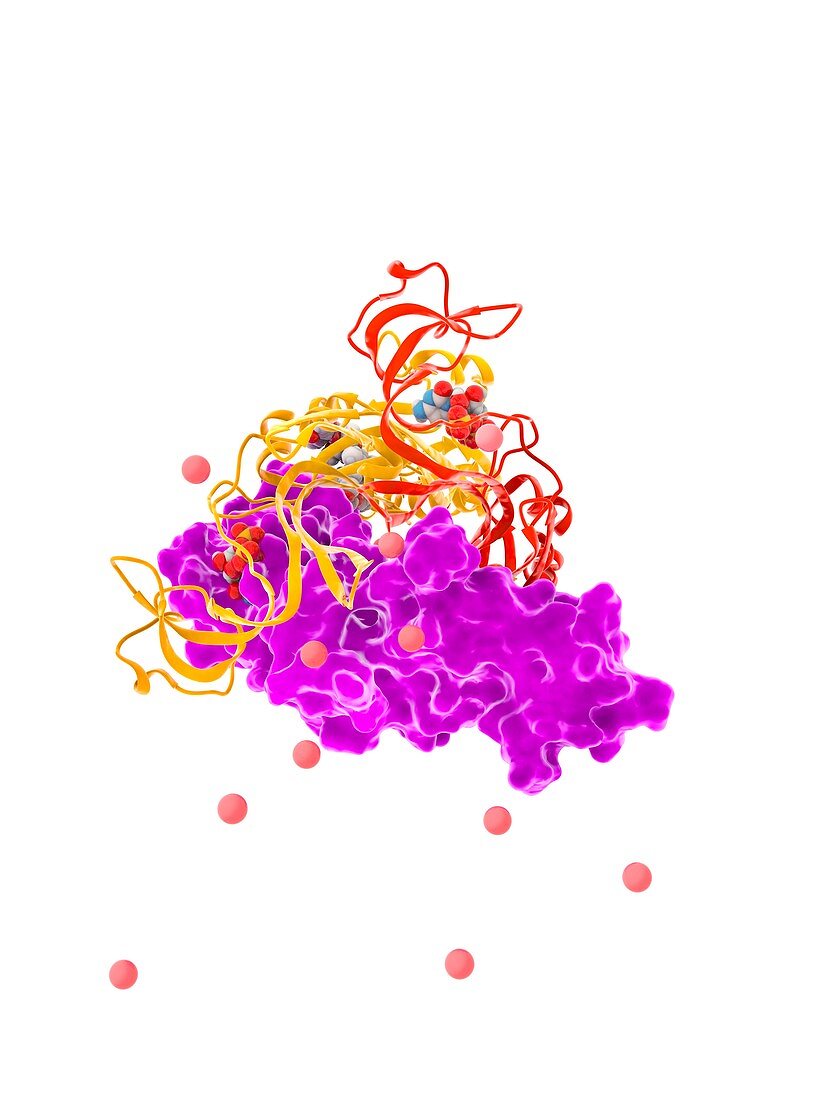 P2XR4 purine receptor molecule, illustration