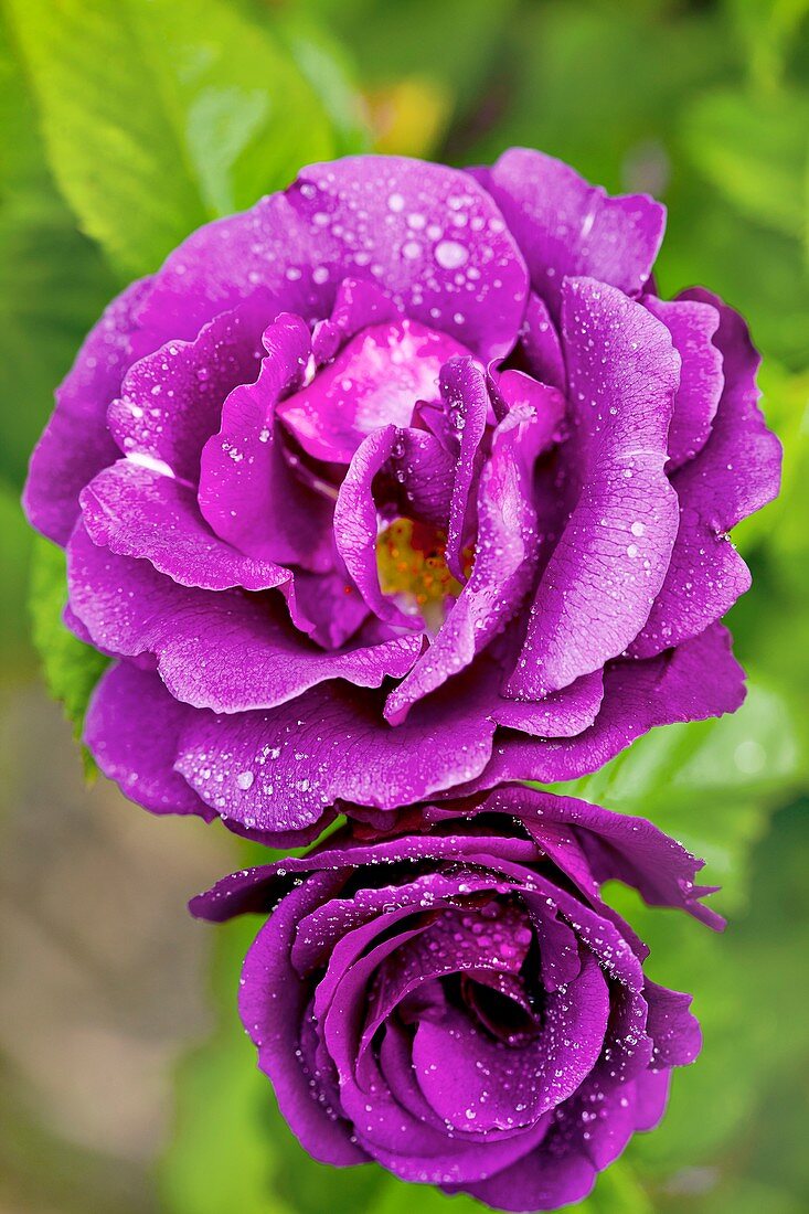 Rose flowers, Rhapsody In Blue